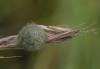 Agalenatea redii